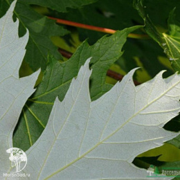 Клён серебристый