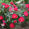 Роза канадская парковая Виннипег Паркс фото 1 