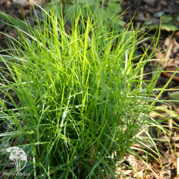 Осока пальмолистная Литл Мидж