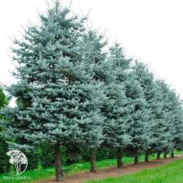 Ель колючая Блу Даймонд