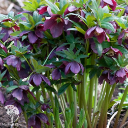 Морозник восточный Блю Леди