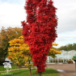 Рябина обыкновенная Отем Спайр