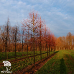 Липа мелколистная Винтер Оранж на штамбе