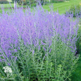 Перовския лебёдолистная Рокетмэн