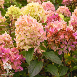 Гортензия метельчатая Скайфолл
