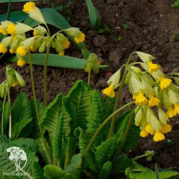 Примула весенняя