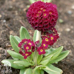 Примула мелкозубчатая Ред