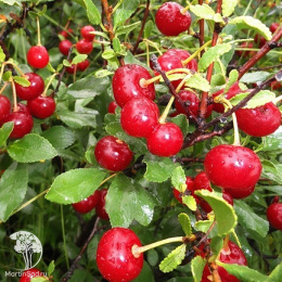 Вишня степная Желанная