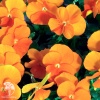 Фиалка (Виола) рогатая Совершенство оранжевая фото 2 