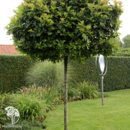 Дуб болотный Грин Дварф на штамбе