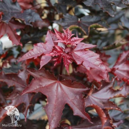 Клён остролистный Кримсон Сентри на штамбе