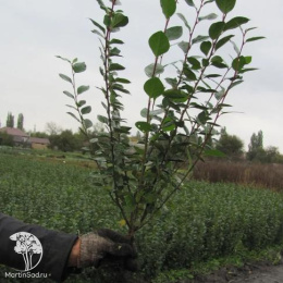 Кизильник блестящий