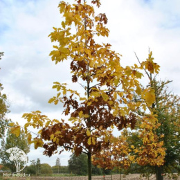 Дуб красный Мэджик Фаер на штамбе