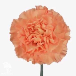 Гвоздика Колорес Фина