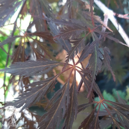 Клён веерный Тамукэяма