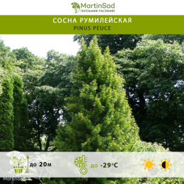 Сосна румилейская