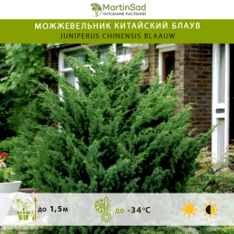 Можжевельник китайский Блаув