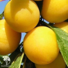 Алыча Злато Скифов