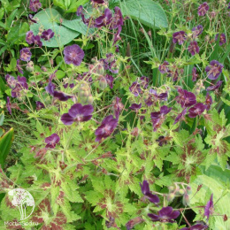 Герань темная Самобор