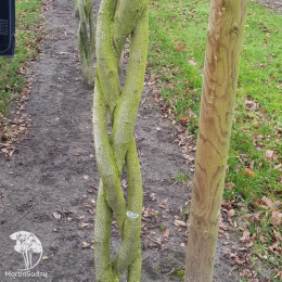 Ирга Ламарка три ствола переплетены в косу