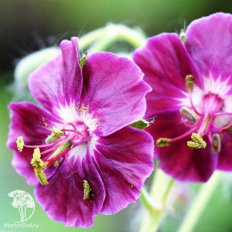 Герань темная Самобор