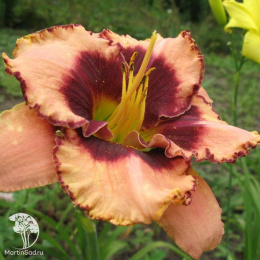 Лилейник гибридный Авесом Блоссом