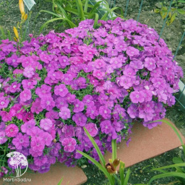 Dianthus chinensis Diana Blueberry Гвоздика китайская Диана Блюберри
