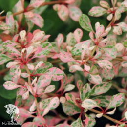 Барбарис тунберга Наташа