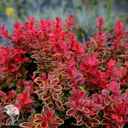 Барбарис тунберга Адмирейшн