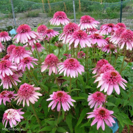 Эхинацея пурпурная Пинк Дабл Делайт