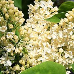 Сирень обыкновенная Примроуз