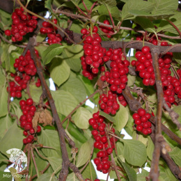 Лимонник Рубифлора Женский