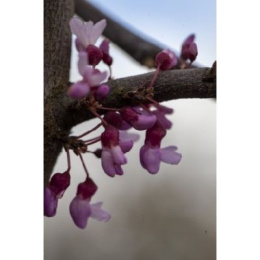 Цесцис канадский Каскадинг Хартс