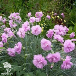 Гвоздика перистая Дабл Роуз