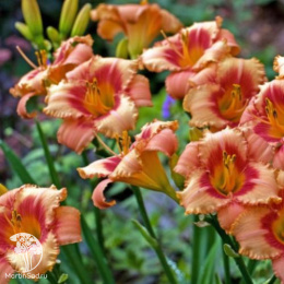 Лилейник гибридный Строберри Кэнди