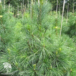 Сосна румилейская