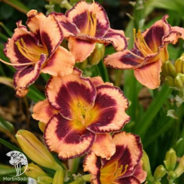 Лилейник гибридный Авесом Блоссом