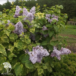 Сирень обыкновенная Аукубифолия на штамбе