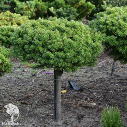 Пихта корейская Грин Карпет на штамбе