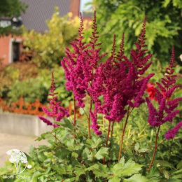 Астильба китайская Вижнс
