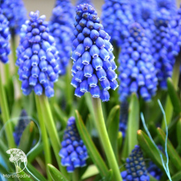 Гиацинт (Мускари) Армянский