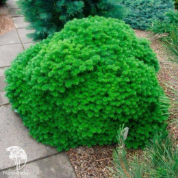 Пихта корейская Цис