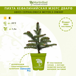 Пихта кефалинийская Мэерс Дварф