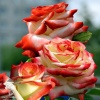 Роза чайно-гибридная Императрица Фарах фото 1 