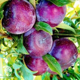 Сверхвыгодный комплект! Алыча Анжелен + опылитель Алыча Путешественница