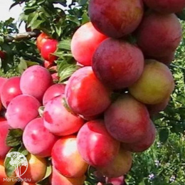 Алыча Персиковая