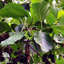 Ольха чёрная Рубринервия