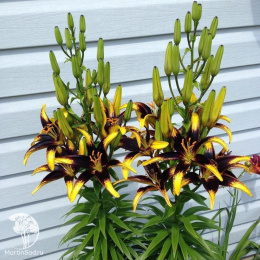 Лилия Лайон Харт