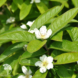 Мишмула германская Вестервальд на штамбе