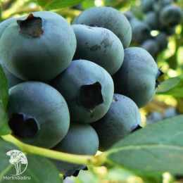 Голубика высокорослая Бригитта